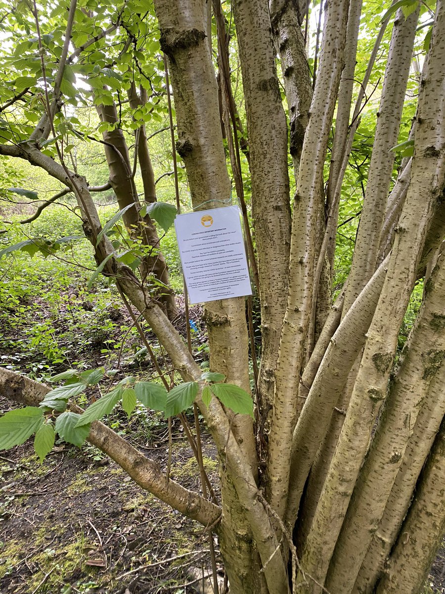 JosephDMulhearn's tweet photo. Who is pinning conspiracy theory literature in the woods? https://t.co/dgkNZot3NA