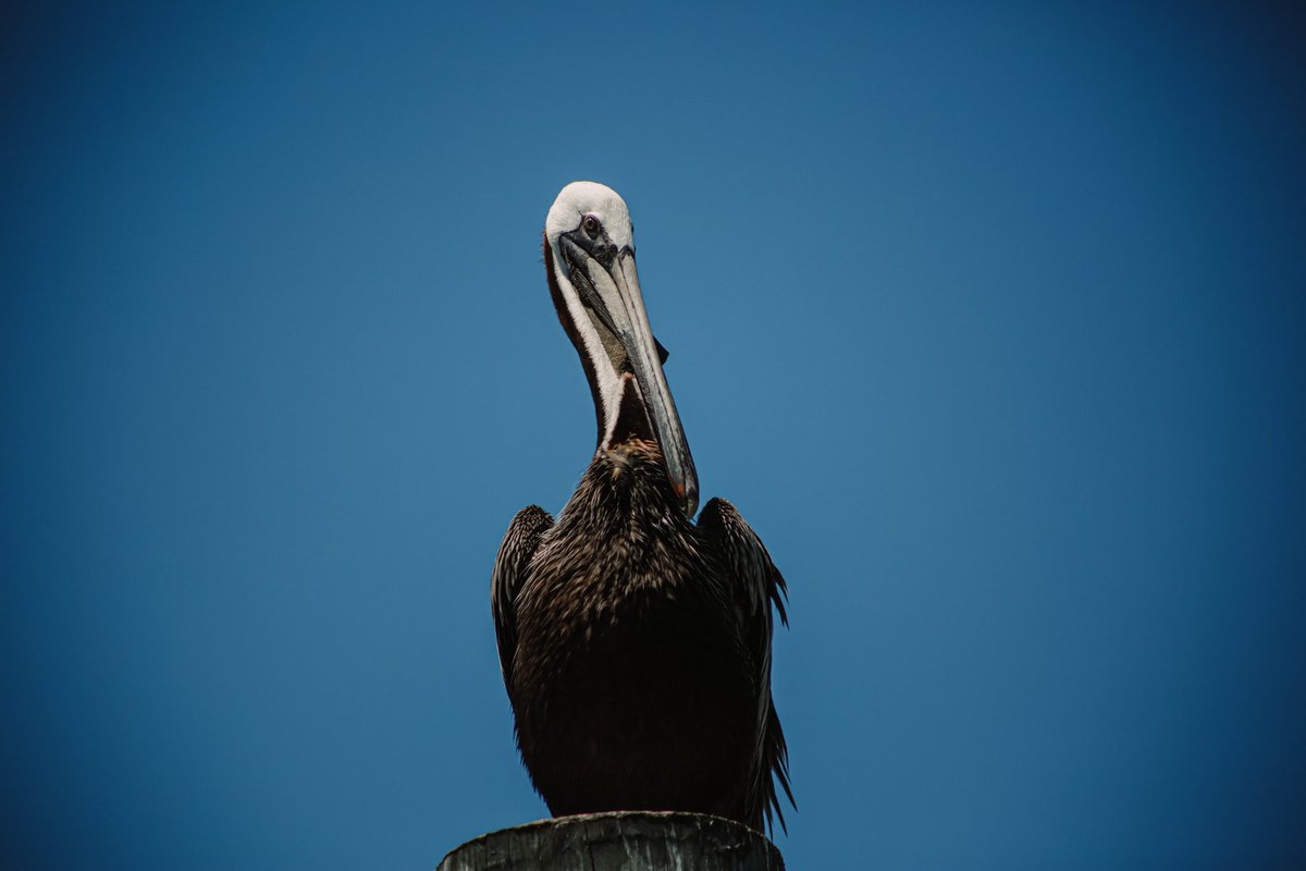 laceybeth84's tweet photo. Excited to share this item from my #etsy shop: Pelican Perched On Pier #photography #pelican #nautical https://t.co/U6vErO7ICC https://t.co/fbjfGwVsJj