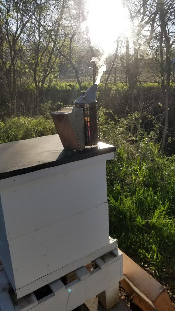 Beautiful morning at the hives