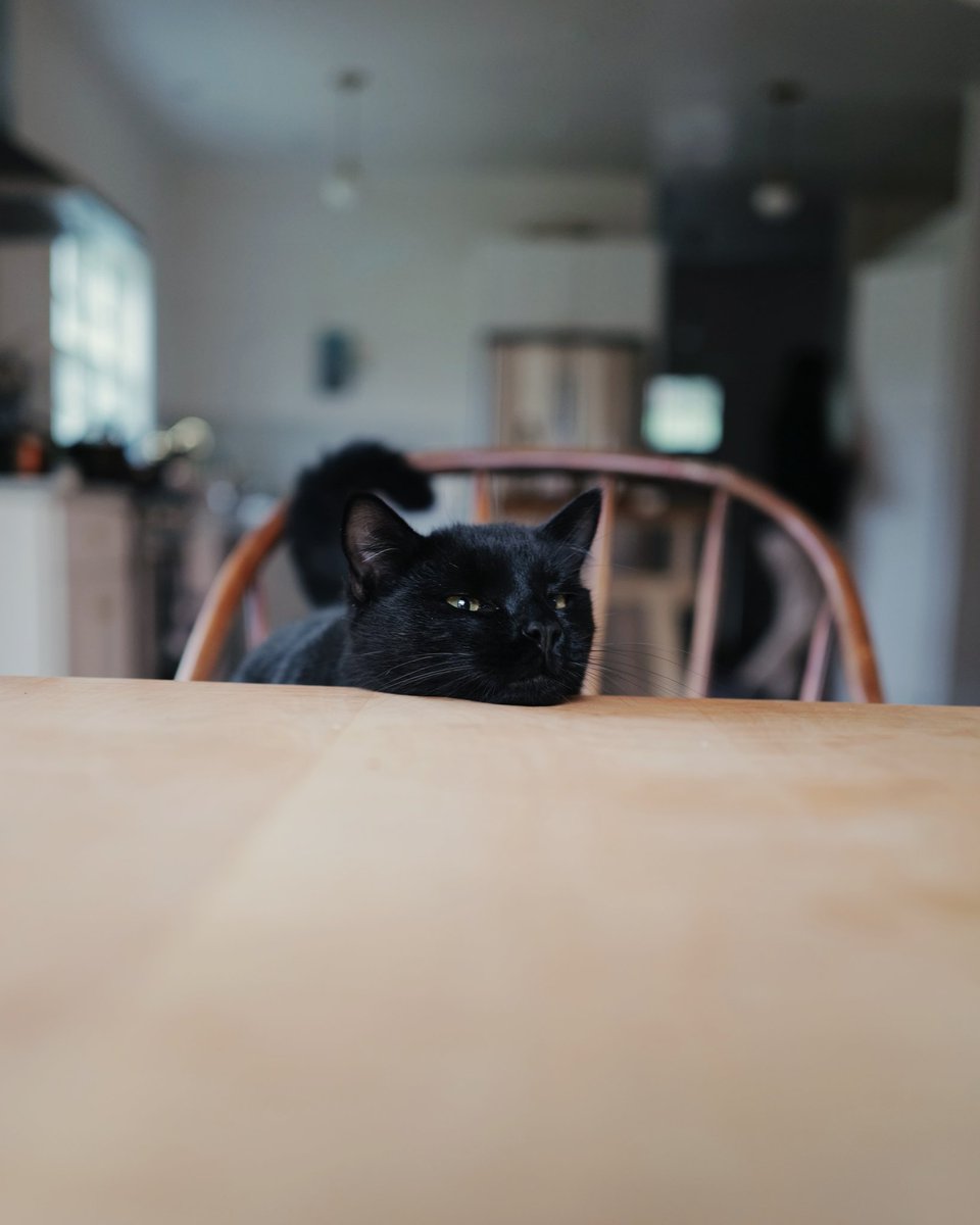 Squeak, if you eat them, no new omelettes!