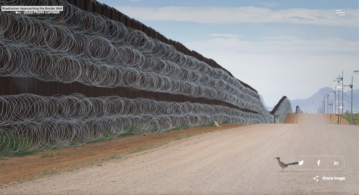museofranzmayer's tweet photo. Día mundial de la libertad de prensa

En este día el Franz felicita al mexicano Alejandro Prieto, ganador del segundo lugar en #WPPh20 en la categoría Naturaleza por "Correcaminos acercándose al muro fronterizo".

Lo mejor del fotoperiodismo mundial en el #MuseoFranzMayer https://t.co/stuHet30ok