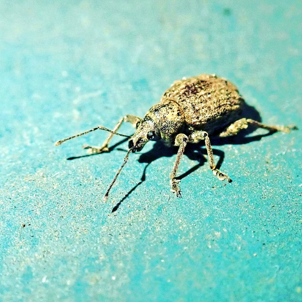 philiproetman's tweet photo. In the garden this weekend #backyardnature #insectphotography #inaturalist https://t.co/WPa9HEFU0K https://t.co/nAeb5ycMSB