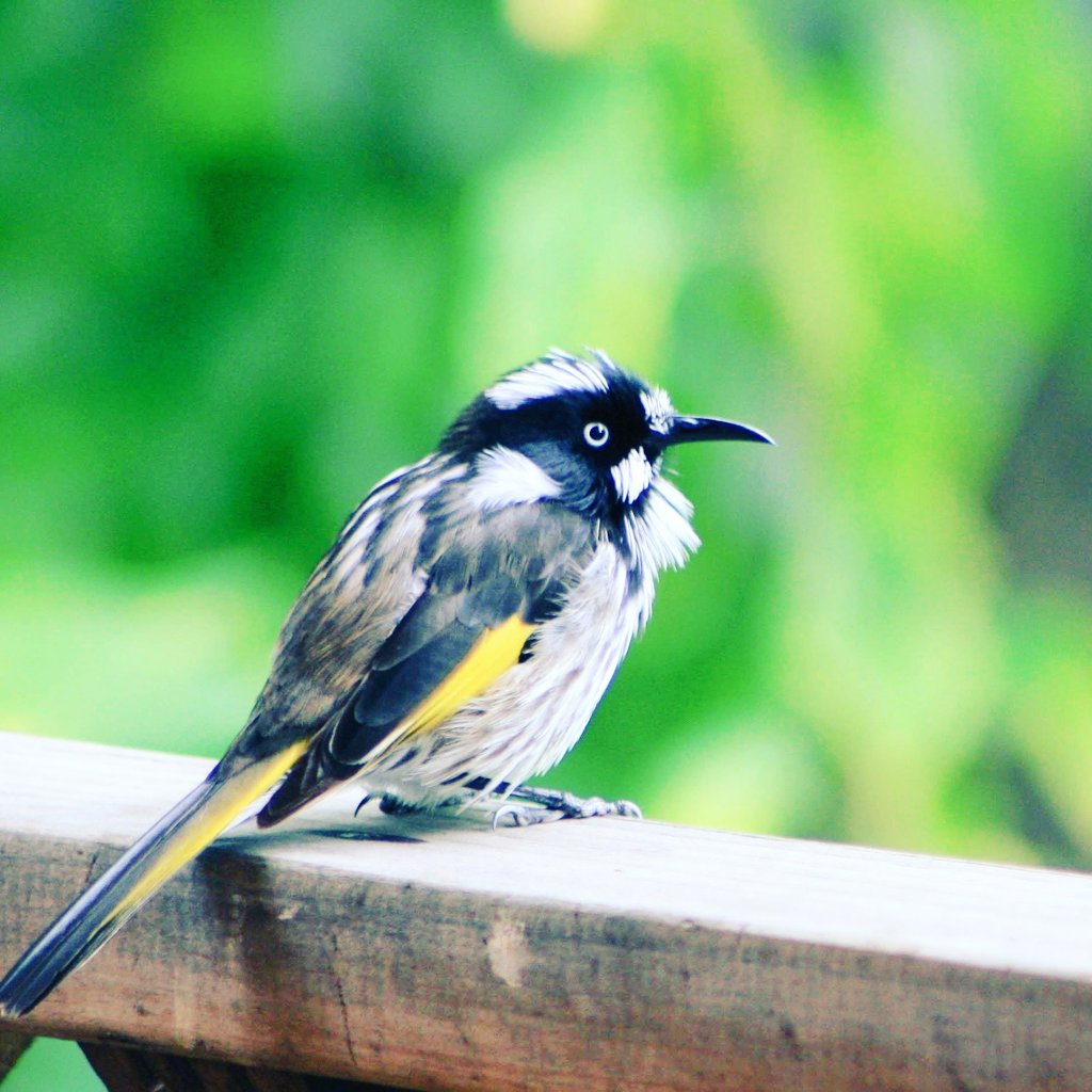 philiproetman's tweet photo. In the garden this weekend #backyardnature #birdphotography #australianwildlife #honeyeater https://t.co/D2x8cLASnS https://t.co/iwmutBC341