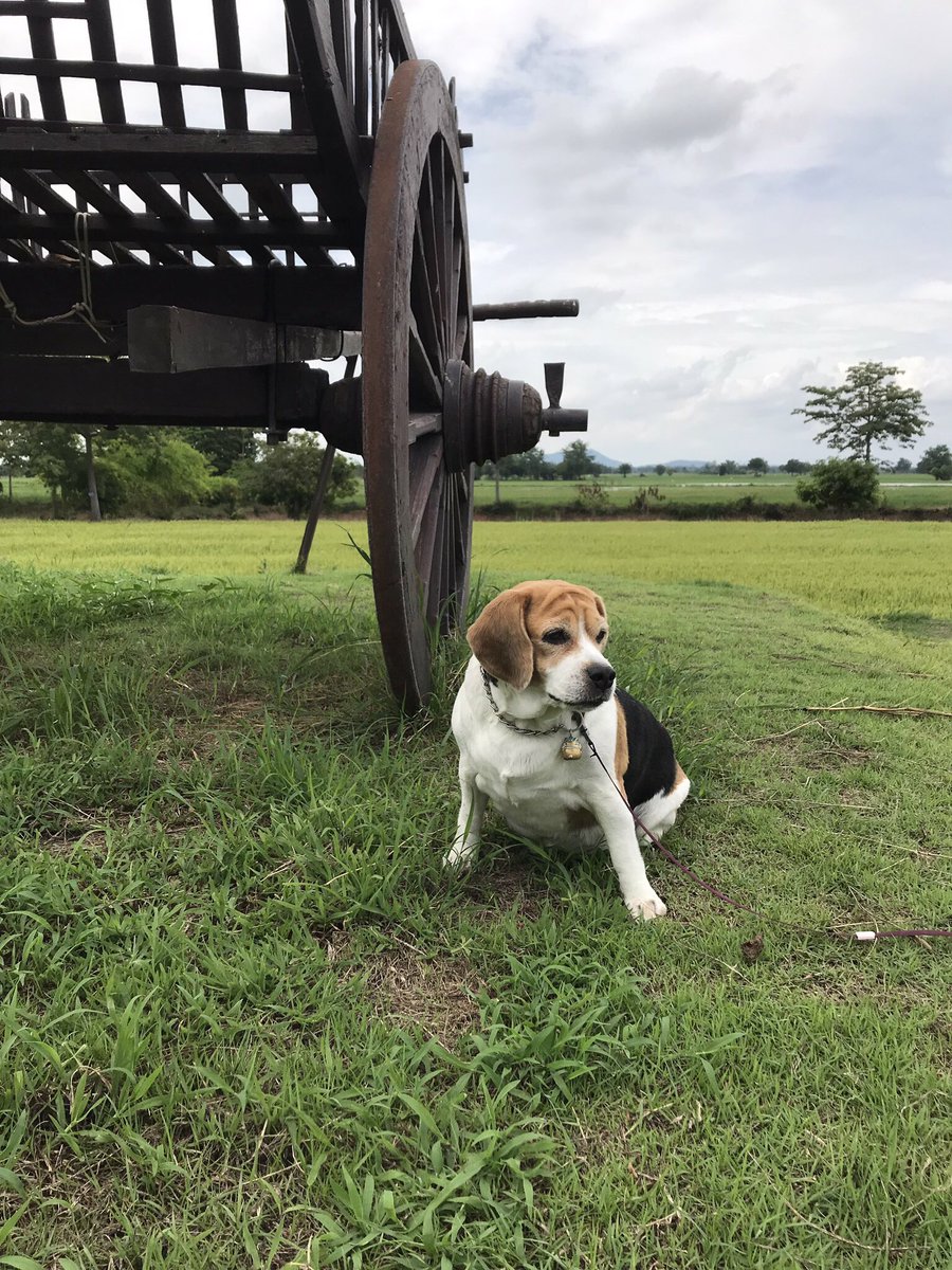 CurfewBeagle's tweet photo. #OneDayOneWordOnePicture
Today I’d like to present
da letter V
VEHICLE
C’mon pals let’s play together https://t.co/nzNpKQb8Fr