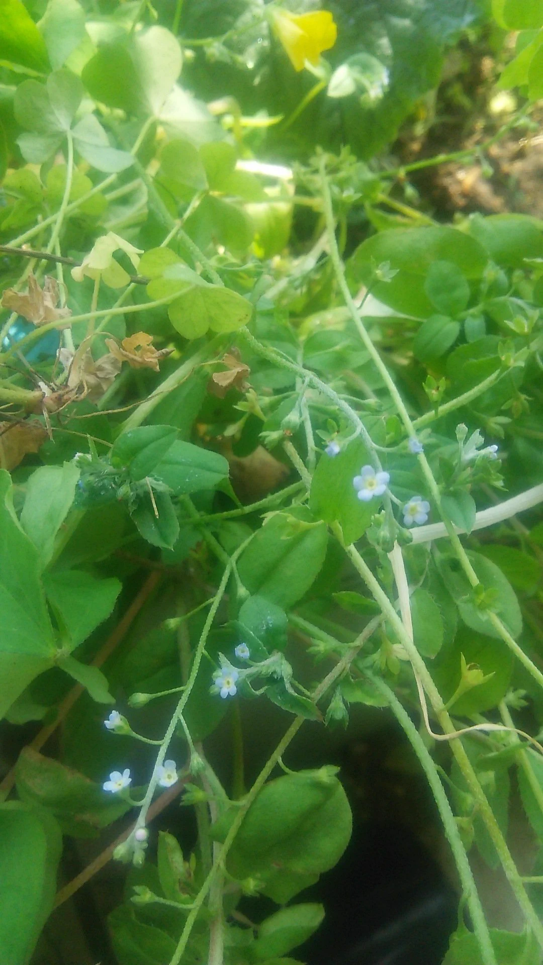 @Wildlife_daily ちょうど昨日、庭に名前の知らない可愛い花が咲いていたので、何だろう？と思っていたところです。
右下の青い花はキュウリグサで良いでしょうか？ 