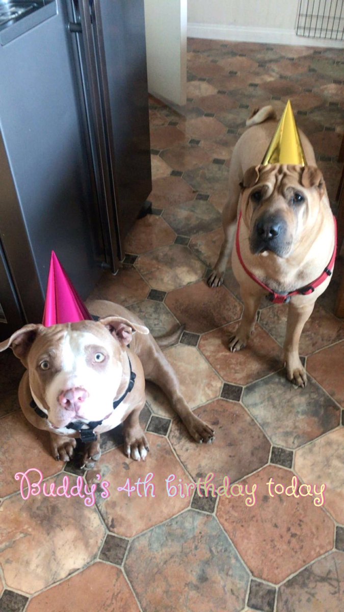mantaRS's tweet photo. Happy 4th birthday to buddy 🐶🎁🎉 #sharpei #partytime #lockdown #wrinkles #KCreg #dogsoftwitter #mybabies https://t.co/MaVfYPEcQV