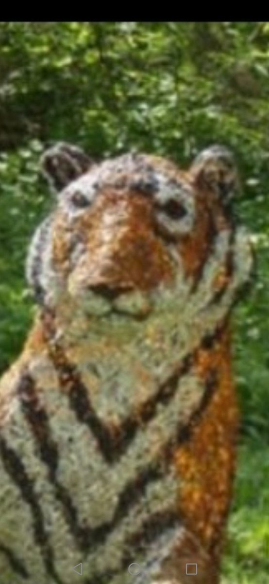 SOMEONE THINKS THIS IS WHAT A TIGER LOOKS LIKE
