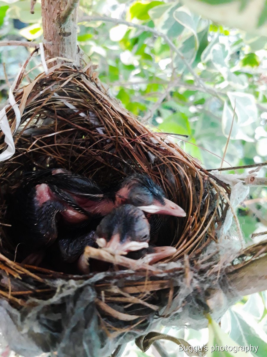 ShreyaGUHA20's tweet photo. After such a long time.
#photography #photoediting #nature #birds @EnergyDepDay @EcoDaydream @DigitalGoldMag @JordanNaturePht @wildlife__pics @WNpix @GoogleIndia https://t.co/vGM3S6JltJ