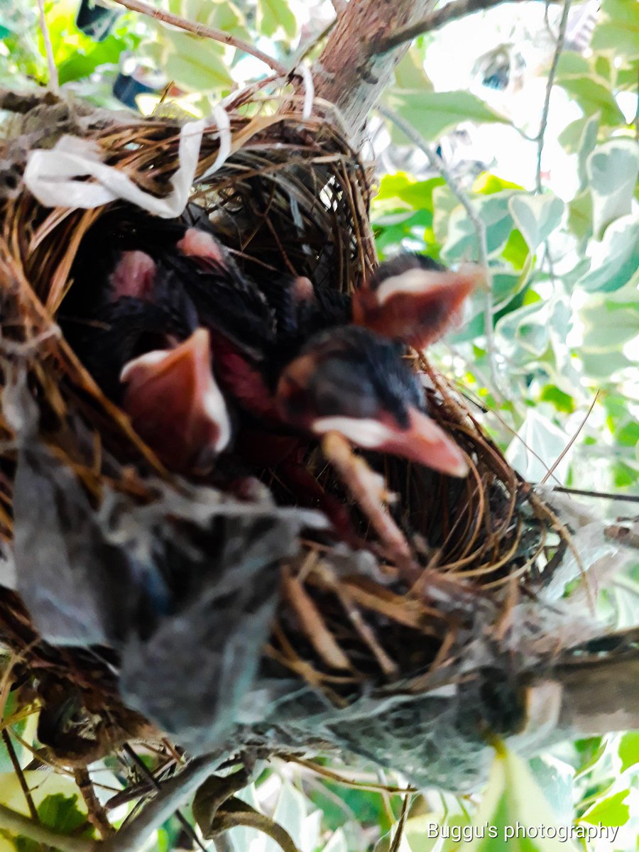 ShreyaGUHA20's tweet photo. After such a long time.
#photography #photoediting #nature #birds @EnergyDepDay @EcoDaydream @DigitalGoldMag @JordanNaturePht @wildlife__pics @WNpix @GoogleIndia https://t.co/vGM3S6JltJ