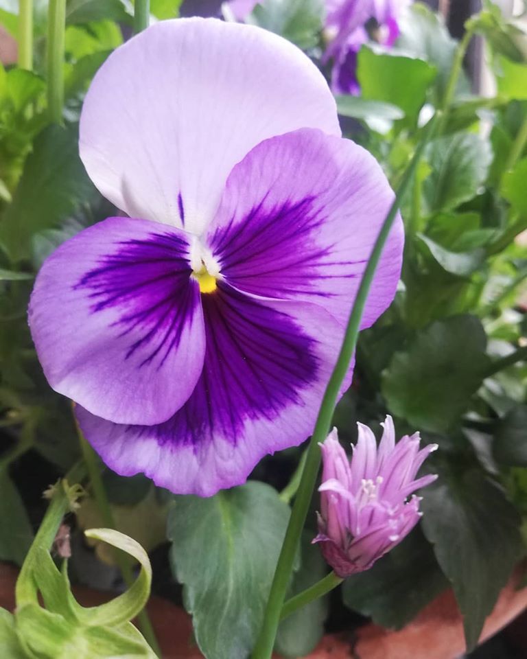 rovingchefLdn's tweet photo. Good morning from London said the chive and pansy... #nature #simplepleasures #prettyness ❤️ https://t.co/33ioUmXsPQ
