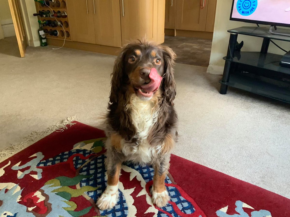 ladywhippet's tweet image. Brand new, six months old, older, oldest.

The red pair isn’t actually a pair. Asbo Alfie ate a left and a right shoe from two pairs.

#SpanielProblems @saucony @Start_Fitness