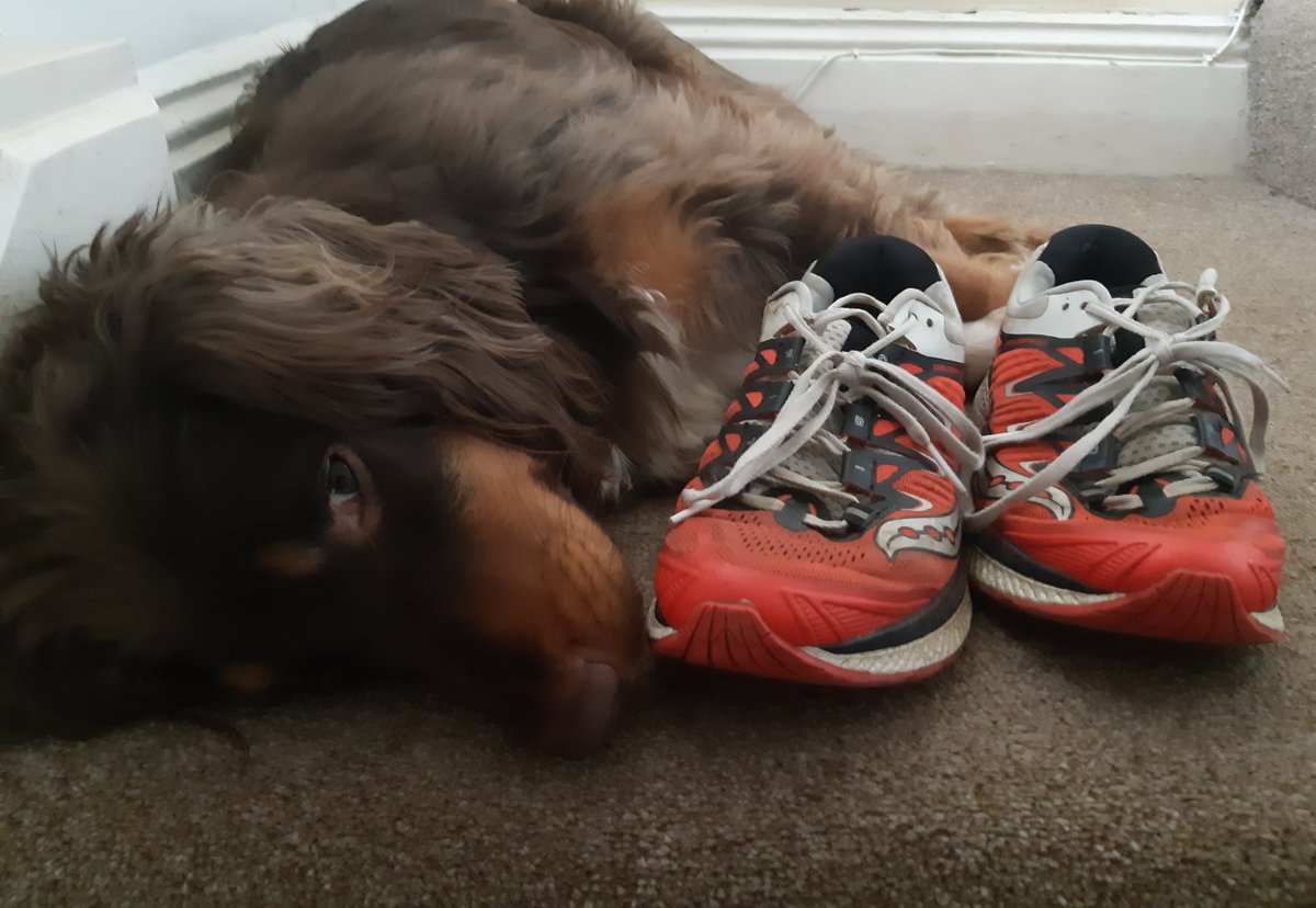 ladywhippet's tweet image. Brand new, six months old, older, oldest.

The red pair isn’t actually a pair. Asbo Alfie ate a left and a right shoe from two pairs.

#SpanielProblems @saucony @Start_Fitness