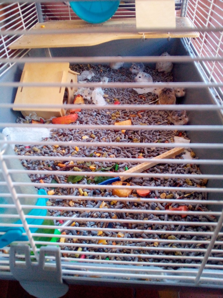 bekaeme1985's tweet photo. Comprate hamsters,decian... https://t.co/lhQsH2oAwo