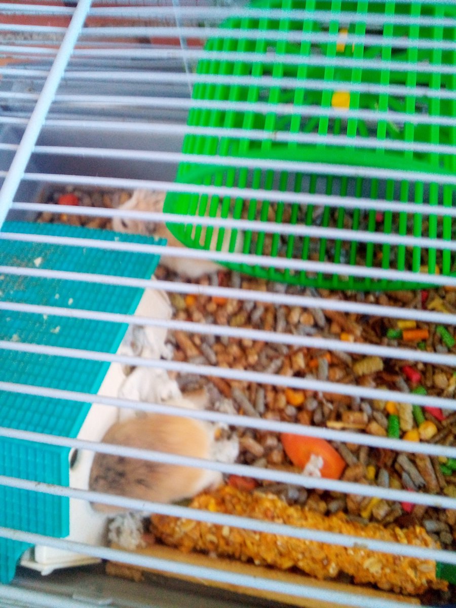 bekaeme1985's tweet photo. Comprate hamsters,decian... https://t.co/lhQsH2oAwo