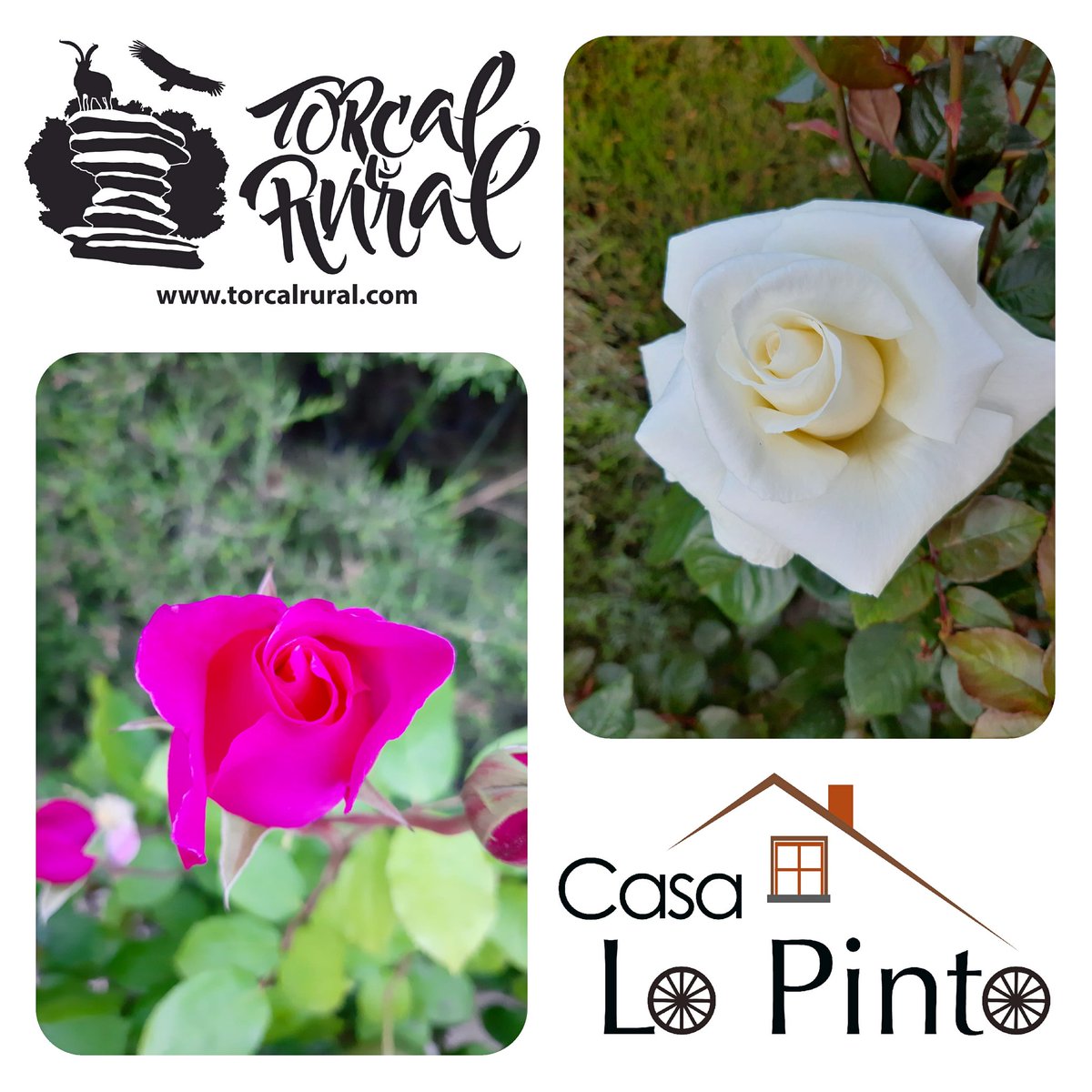 TORCALRURAL's tweet photo. Feliz día de la madre y feliz domingo. 😊💐 #turismor #mama #DiaDeLaMadre #accommodation #casasrurales #torcal #eltorcal #flowers #unesco #costadelsol #malaga #antequera #andalucia #andalusia #caminitodelrey #elcaminitodelrey #holidayhome https://t.co/7RGLIEqK9s
