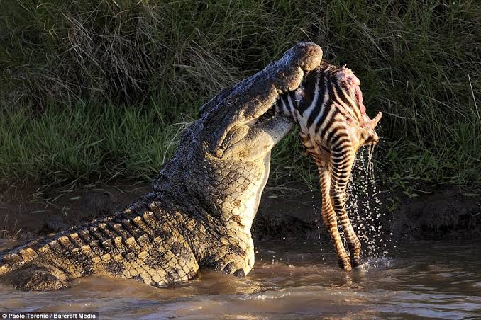 110. Buaya Nil (Crocodylus niloticus) bisa nahan nafas sampai 2 jam di bawah air.