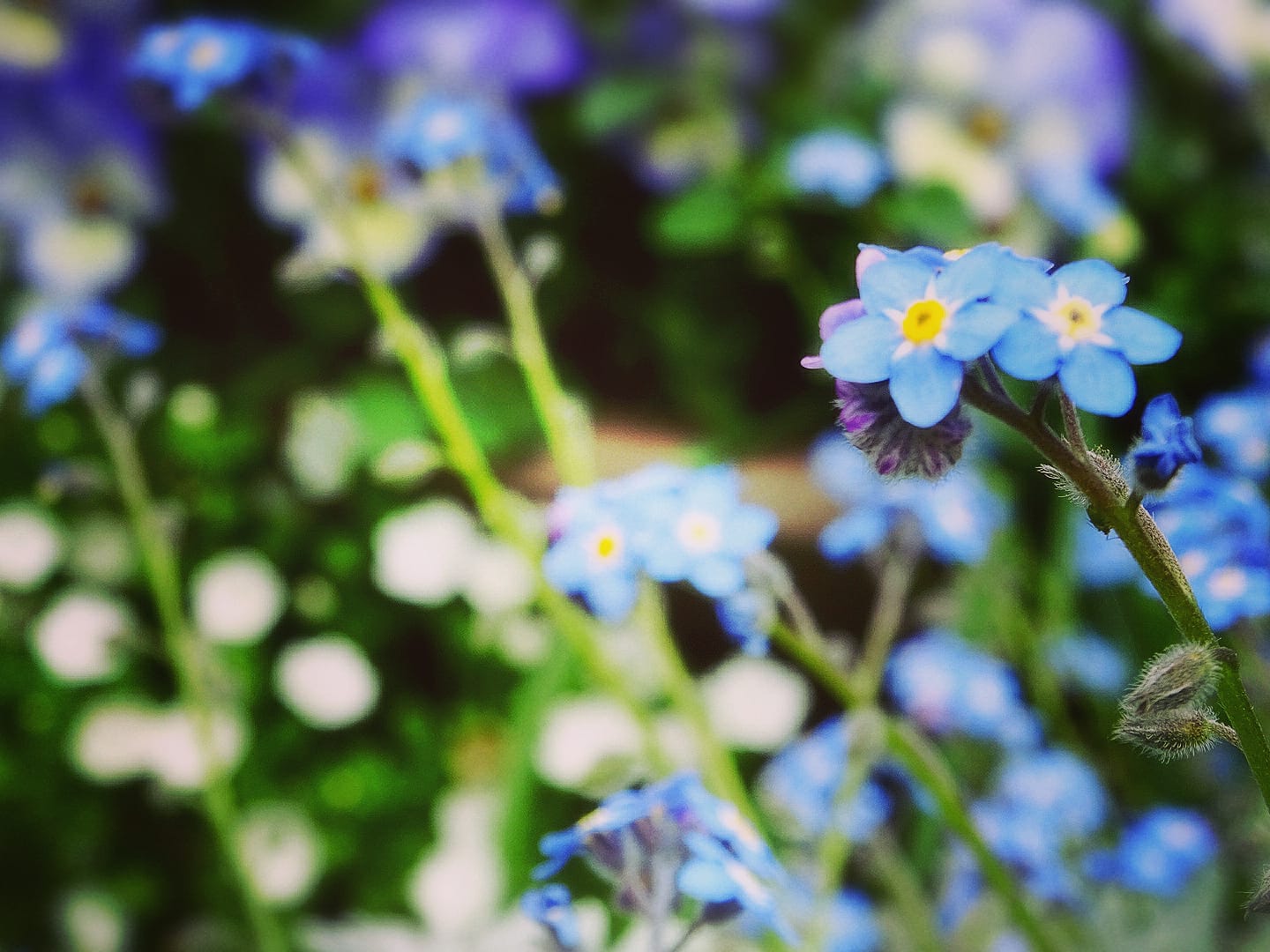 Yumi 寄り添い 花 かわいい 癒される 癒し 自然 花写真 花いっぱいプロジェクト 青 おうち時間 Flower Flowers Flowerphotography Flowersofinstagram Flowerlove Nature Cute Naturelovers お花 T Co V60esdugos Twitter
