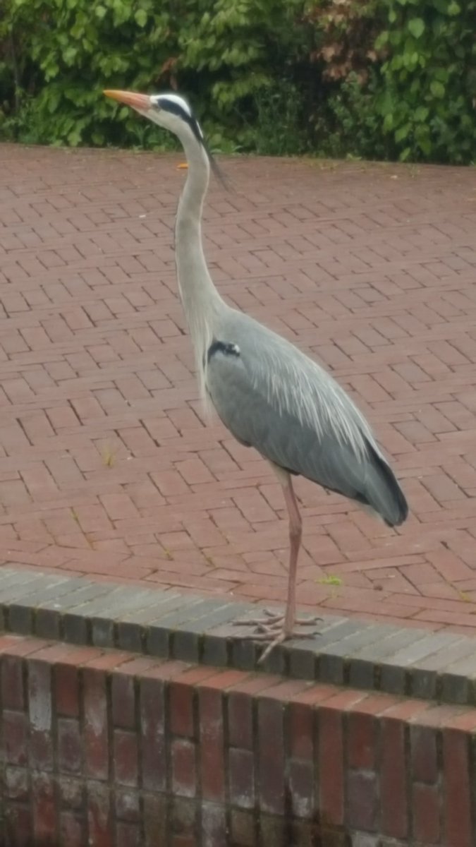 Denk dat deze reiger de visjes komt oppeuzelen die vorige week er in zijn gegooid. 😉

#Arnhem #bewoners6811 <a href="/PoelmansReesink/">Poelmans Reesink</a> @WaterRijnIJssel