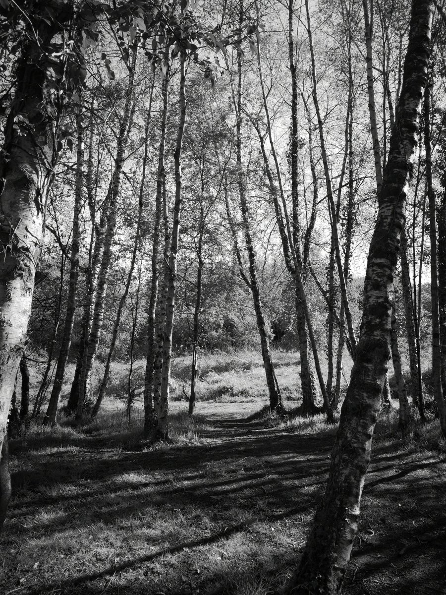 SMacGal's tweet photo. Wandering around Morgan Glen yesterday morning. Retracing my first visit to the glen with #CAVLP @PJMurtagh @gmacg_1 so glad to have this on my doorstep. Hopefully take a walk to the big house soon too. https://t.co/7mRZSk2YTT