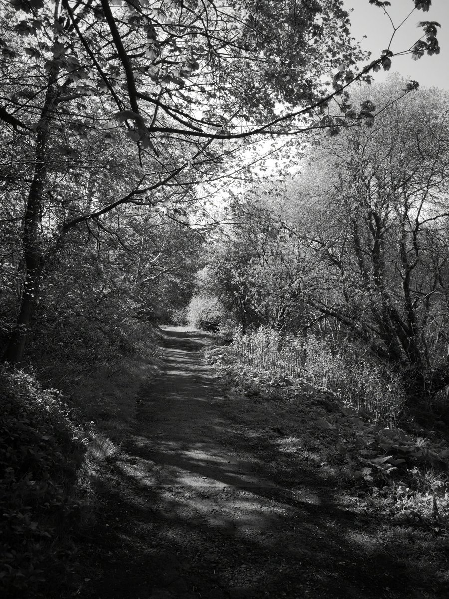 SMacGal's tweet photo. Wandering around Morgan Glen yesterday morning. Retracing my first visit to the glen with #CAVLP @PJMurtagh @gmacg_1 so glad to have this on my doorstep. Hopefully take a walk to the big house soon too. https://t.co/7mRZSk2YTT