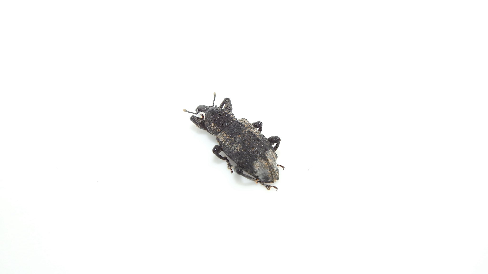Gentilis 庭のオリーブに来ていたオリーブアナアキゾウムシ 1センチ超えてるので十分デカいし可愛い 外来種じゃないよ在来種ダヨ 本来ネズミモチとかを寄主とするけどオリーブ が栽培されるようになってからというものそっちにもつくから害虫ということ