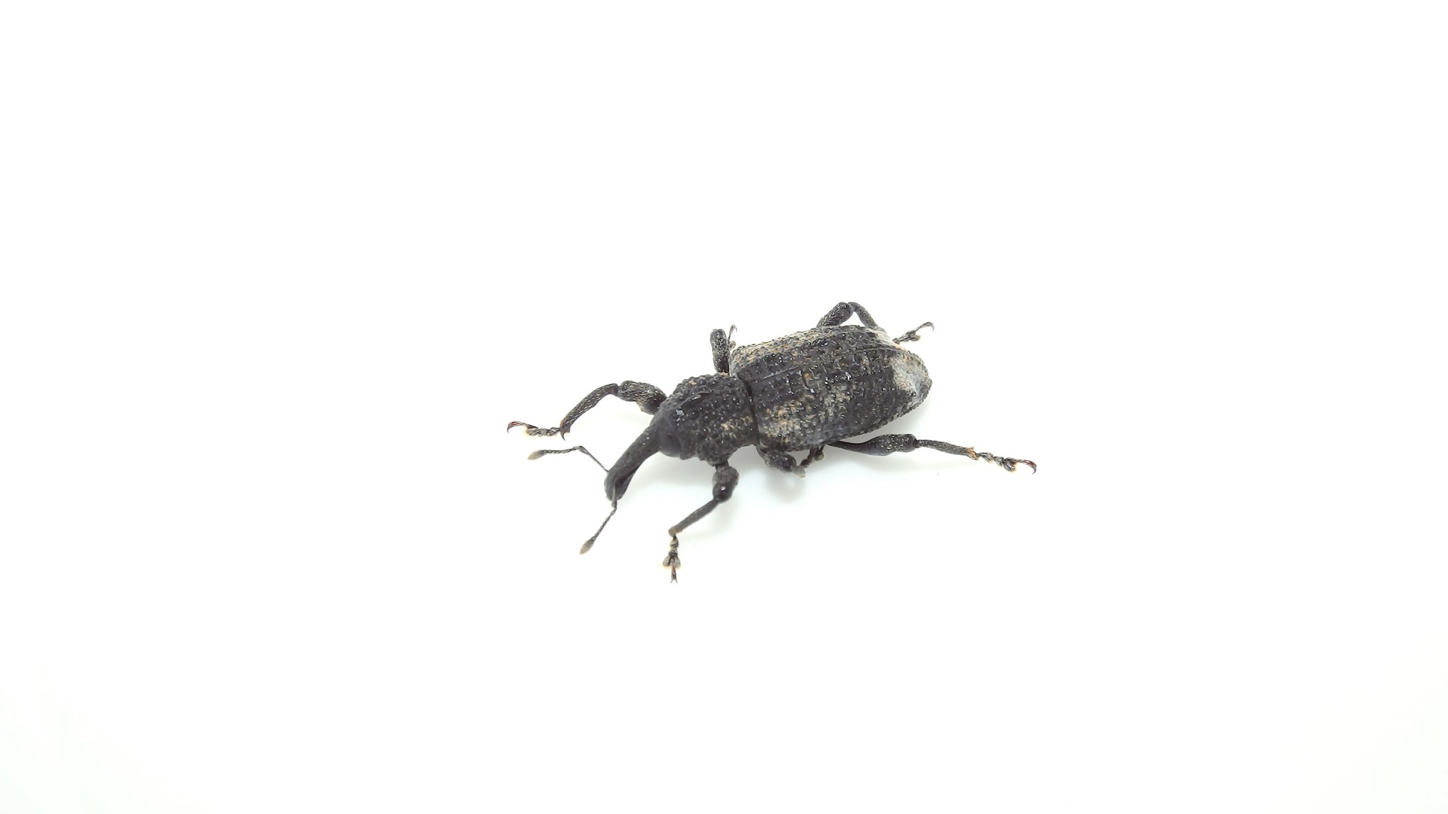 Gentilis 庭のオリーブに来ていたオリーブアナアキゾウムシ 1センチ超えてるので十分デカいし可愛い 外来種じゃないよ在来種ダヨ 本来ネズミモチとかを寄主とするけどオリーブ が栽培されるようになってからというものそっちにもつくから害虫ということ
