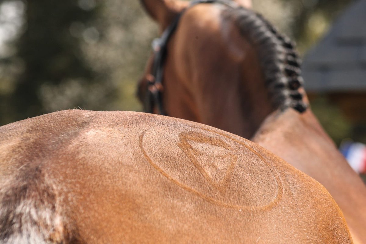 VirtualEventing's tweet photo. Are you ready?💥  Virtual Eventing starts this Wednesday 6 May with 50 of the world's best riders competing to raise money for medical charities fighting Covid-19. 📺

#fundraising #charity #illbewatching #livestream #eventing #staytuned https://t.co/k3XLwMyBYh