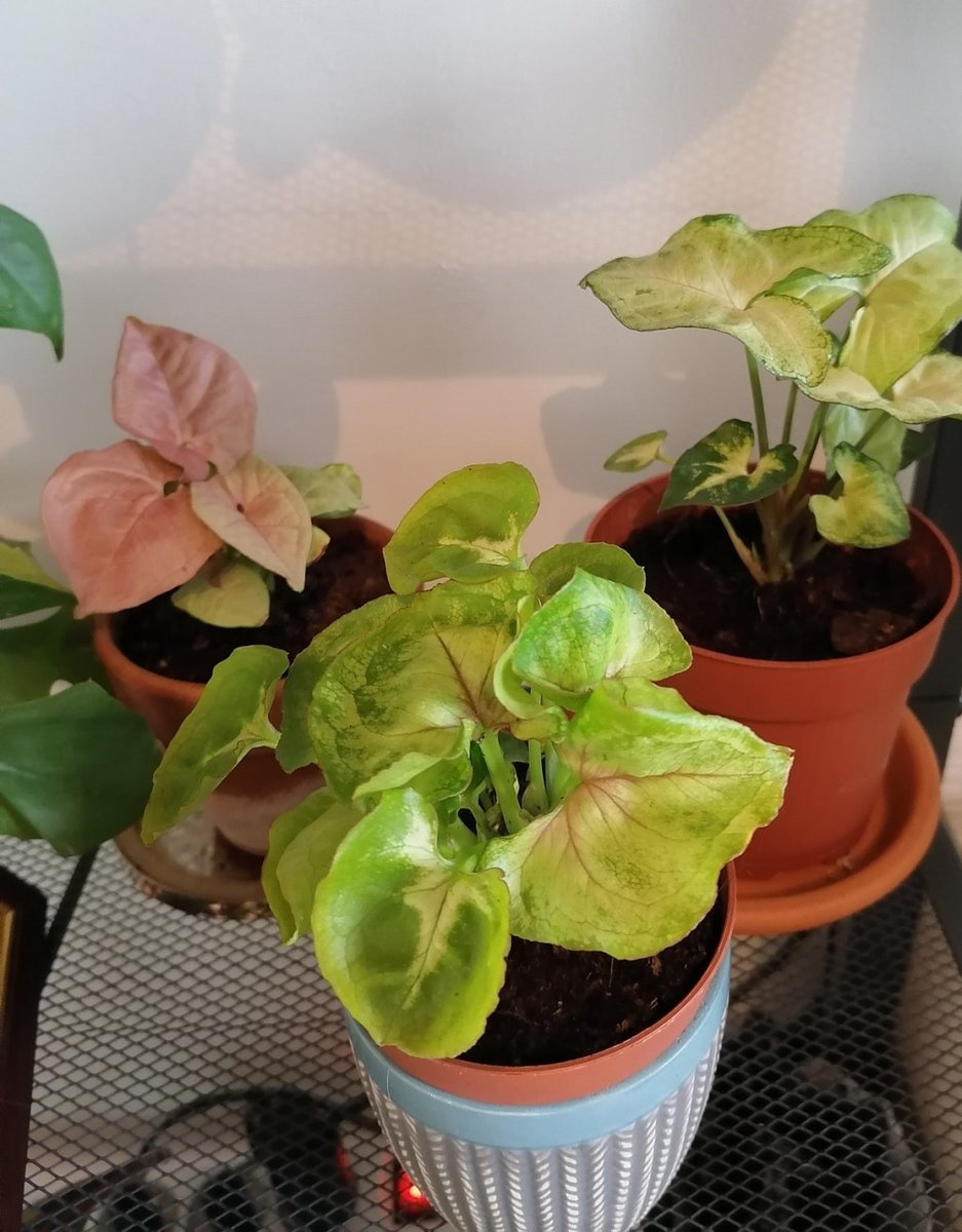 rocketsmanX3's tweet photo. ~Plantes tour avril 2020 https://t.co/IYWLP1rZa7 https://t.co/YMFguuUmAf