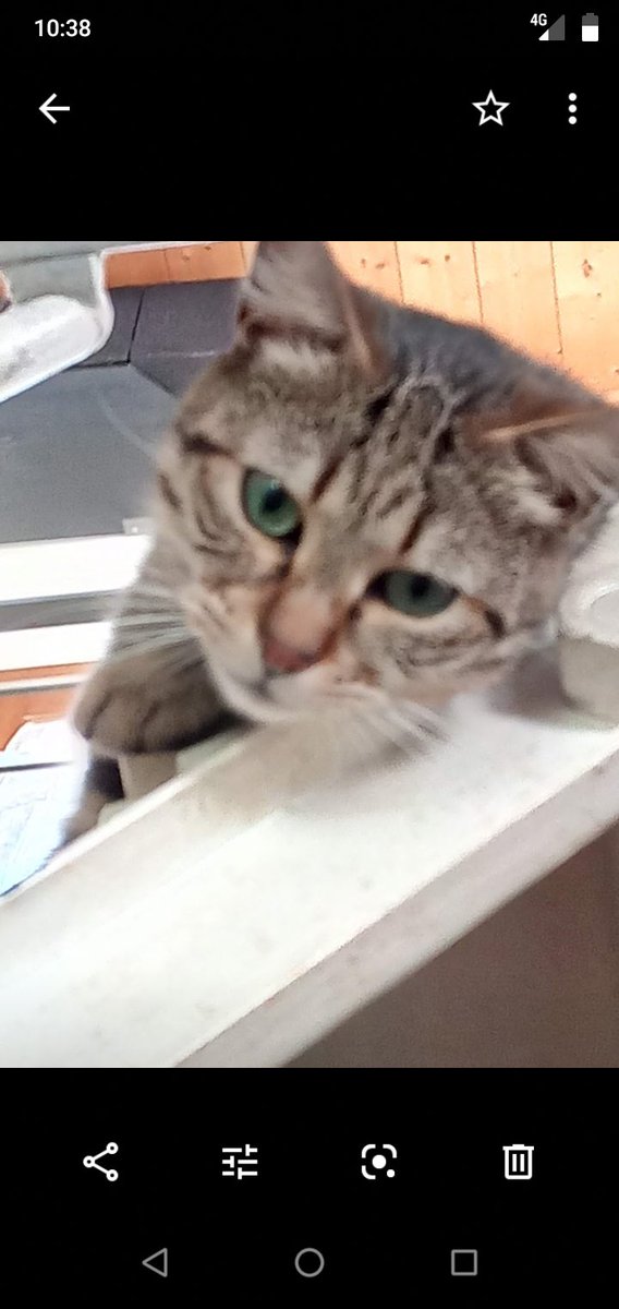 TaichiMilan's tweet photo. @Mebs_Gemini Si...😸 https://t.co/GUWDpFzMEn