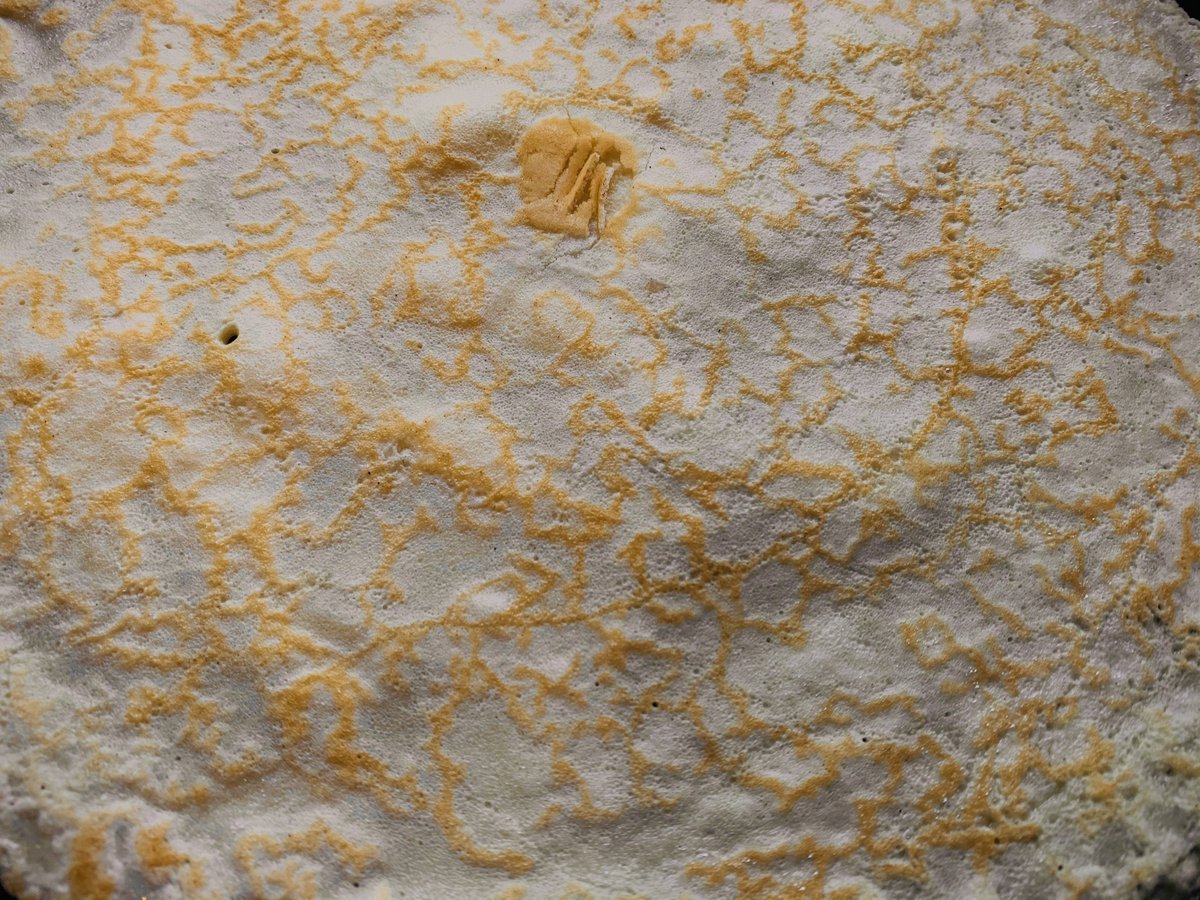 lunar_pancake's tweet photo. Waxing Yellow Glow https://t.co/UBCM34xdYQ