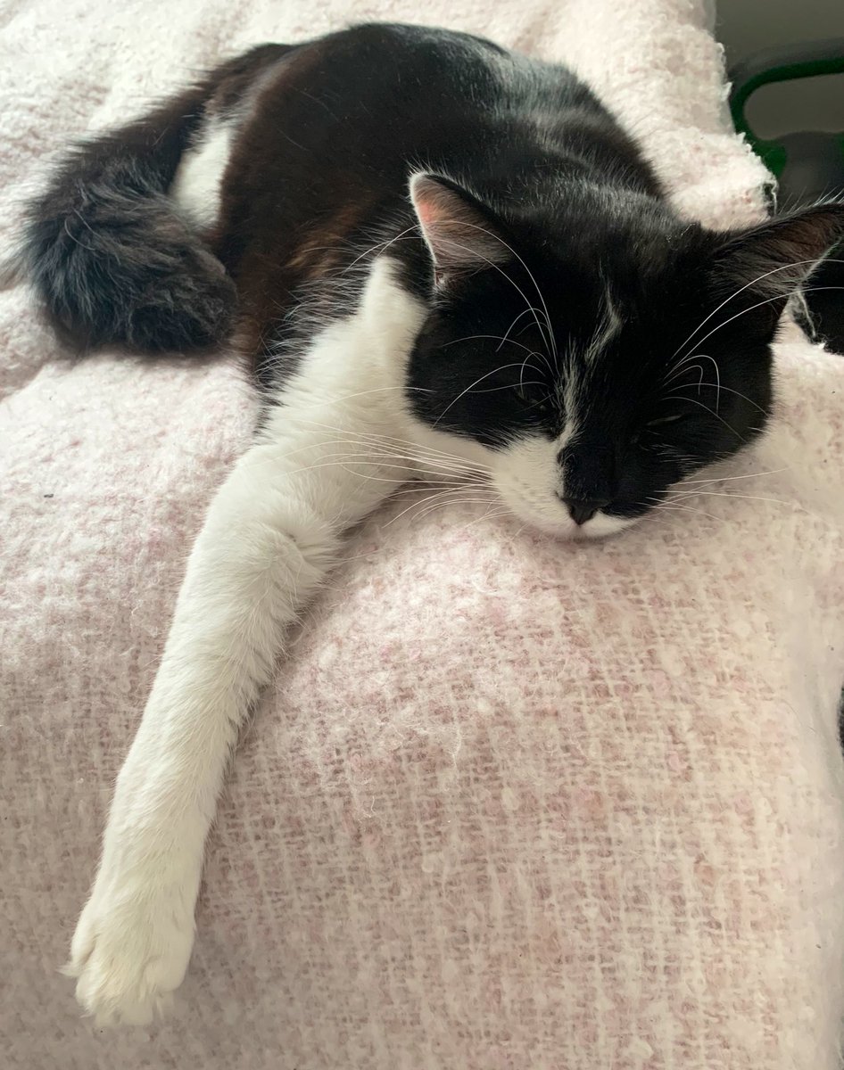 chloe_lee93's tweet image. Enjoying spending my mornings in bed with a cup of tea &amp;amp; a good book whilst getting all the cuddles from Cosmo. I could get used to this... #lockdownroutine #catsoftwitter #sundaymornings 🥰💫
