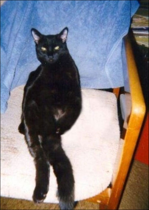 かっこよく見える黒猫のフィギュアを作ってみた これはジョジョ立ち 話題の画像プラス