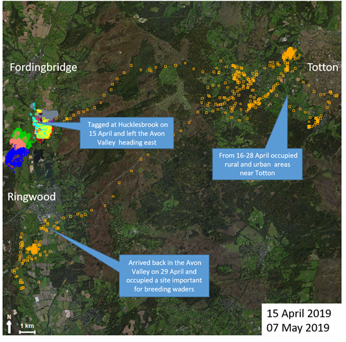 The fascinating journey of a fox in the Avon Valley 🦊

Read the latest from Predator Ecologist, Mike Short on the GPS tracked foxes in the Avon Valley:
👉 gwct.org.uk/blogs/news/202…