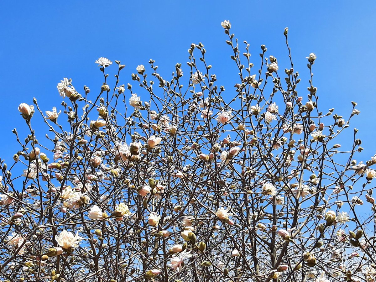 KomlevaElena's tweet photo. 🌸🌿🌸Magnolia in Bloom 🌸🌿🌸 #magnolia #ottawa #canada #springinottawa https://t.co/yroOuvfYxN