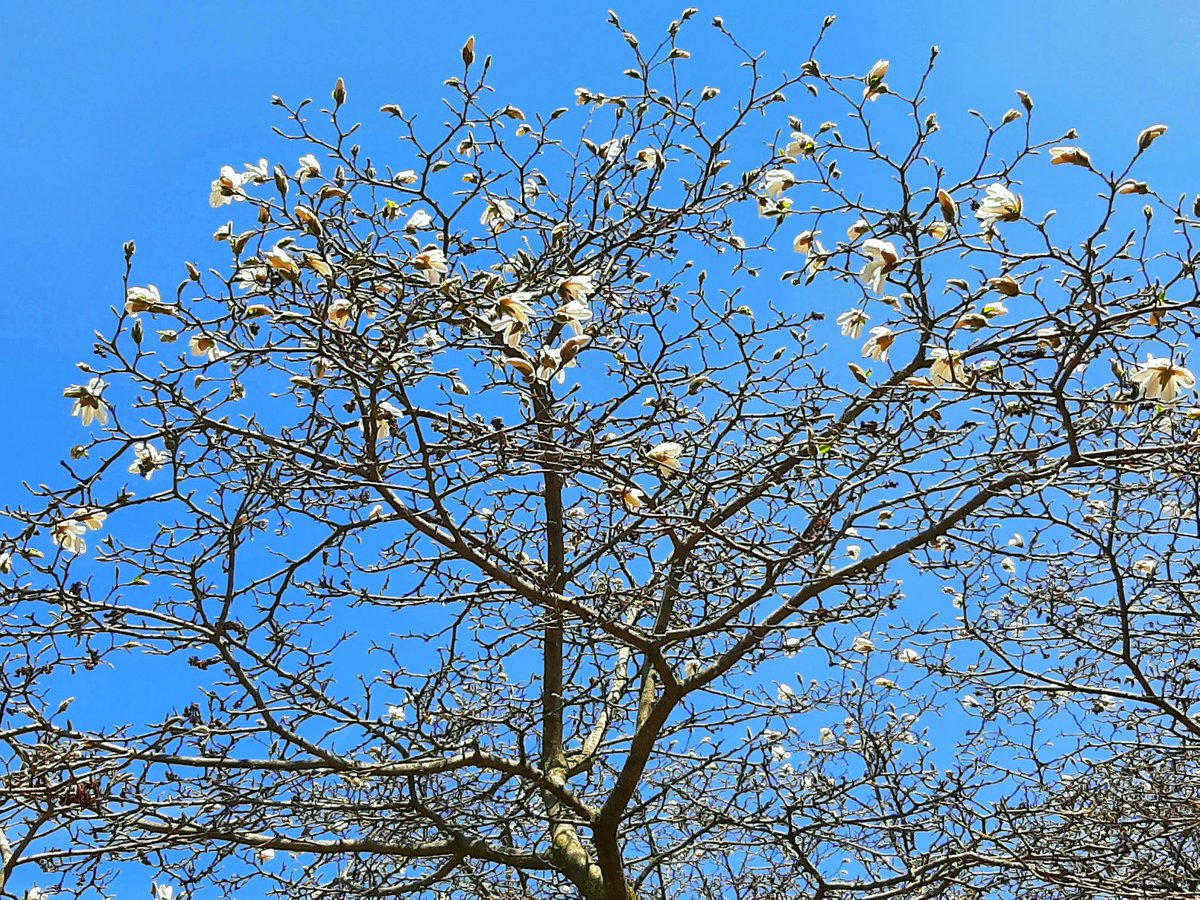 KomlevaElena's tweet photo. 🌸🌿🌸Magnolia in Bloom 🌸🌿🌸 #magnolia #ottawa #canada #springinottawa https://t.co/yroOuvfYxN