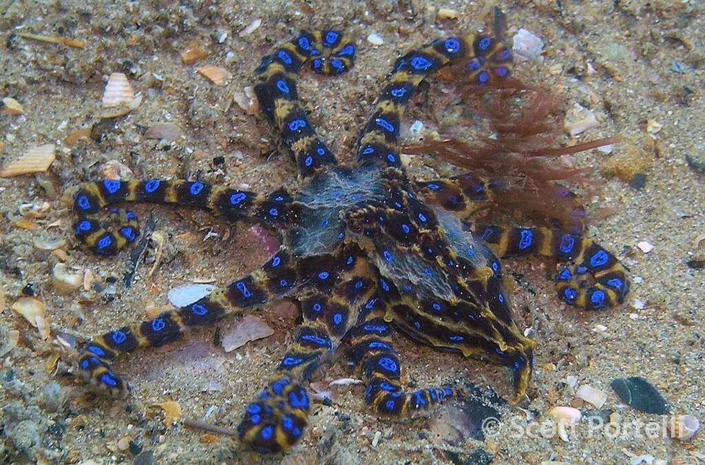StrangeFish6's tweet photo. Week of the Cephalopods 🦑🐙⠀
⠀
Southern Blue Ringed Octopus. ⠀
As part of the most poisonous Octopus Family, bites are often pain free and go unnoticed. The venom can  can cause total muscular paralysis and in fatal cases this had lead to the caus… https://t.co/6jMnzGq1Q7 https://t.co/x8HXP5nXlc