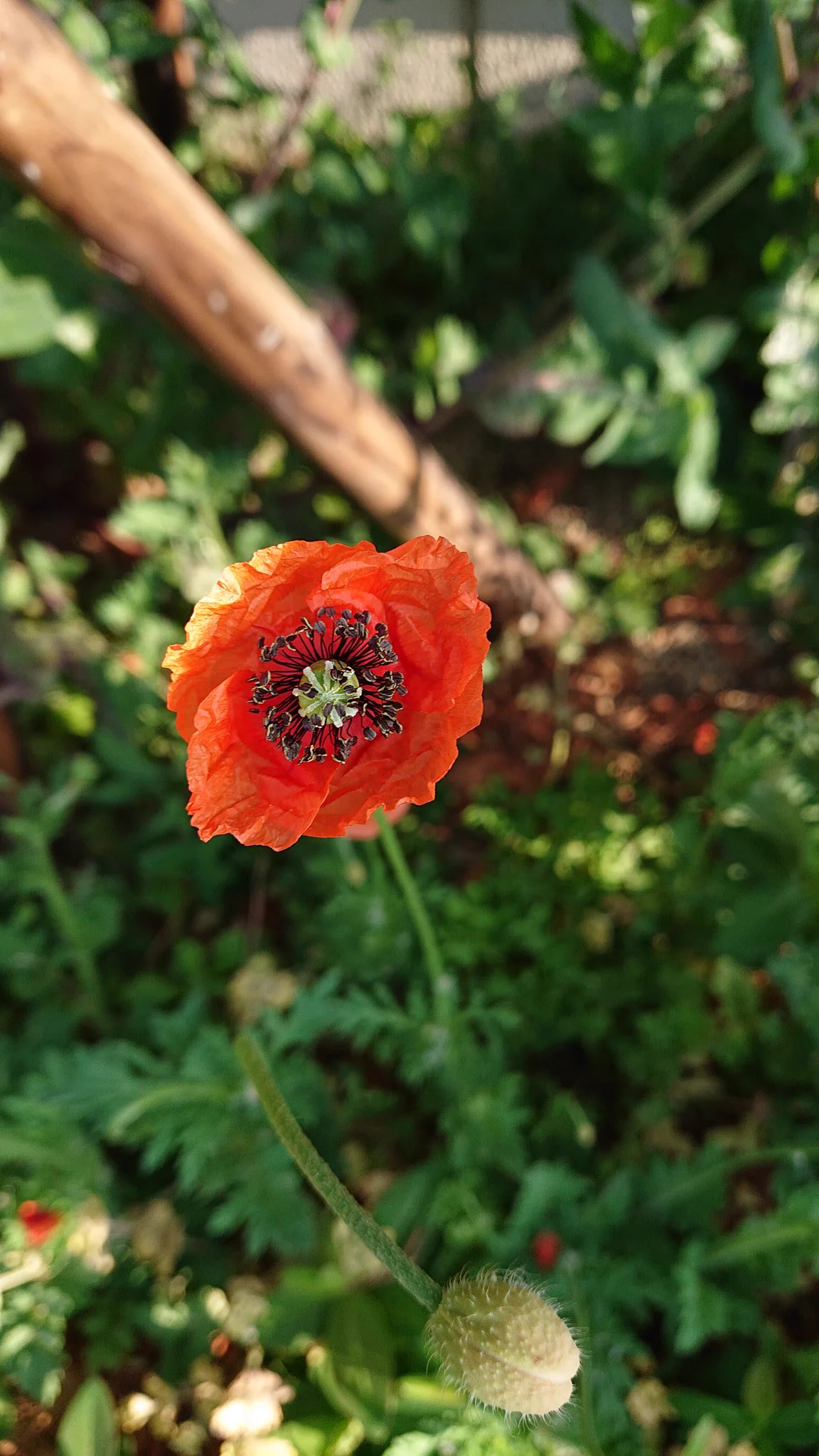@Wildlife_daily ffより失礼します。名前がわからなかった花の名前がわかりました‼️有り難うございます‼️ 