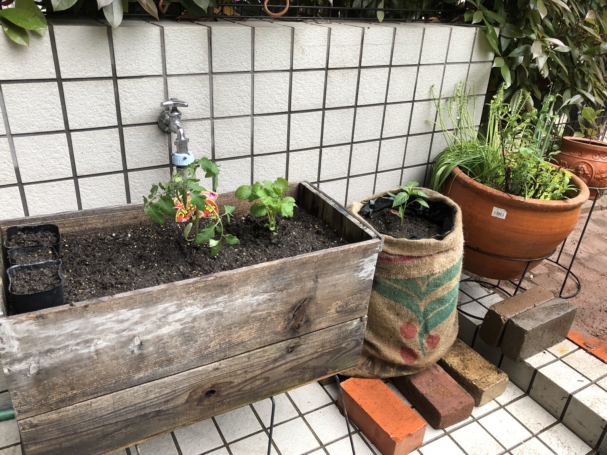 はら ひろ ステイホーム2日目 お庭で家庭菜園 ミニトマト バジル ピーマン オクラを育てます プランター にリンゴの木箱とコーヒー豆の麻袋を使用 美味しくなーれ Stayhome 家庭菜園 創意工夫 T Co Wa69zkbubz Twitter