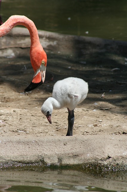 LSalinas184's tweet photo. Porque sin mamá, nunca llegaríamos a ser quienes somos...
🐣🐤🐥
¡FELIZ DÍA DE LA MADRE!
#diadelamadre #lifesalinas184 #life #lifeprogramm #lifestyle #mama #flamenco #phoenicopterusroseus #rosa #SalinasSPedroPR #salinas #salinascosteras #charcassalineras https://t.co/YYjk9TUHHb