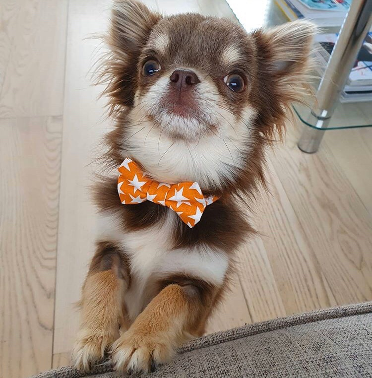 DitsyPet's tweet photo. Happy Sunday 🧡 Just a reminder that we are still open but do allow a little longer than usual for your order to be dispatched 🐶 ⠀
⠀
⭐️ PS we are about to discontinue our orange star range so be quick if you want it 👍🏼 https://t.co/XDJotWL8vQ https://t.co/FZdC8Rfo9R