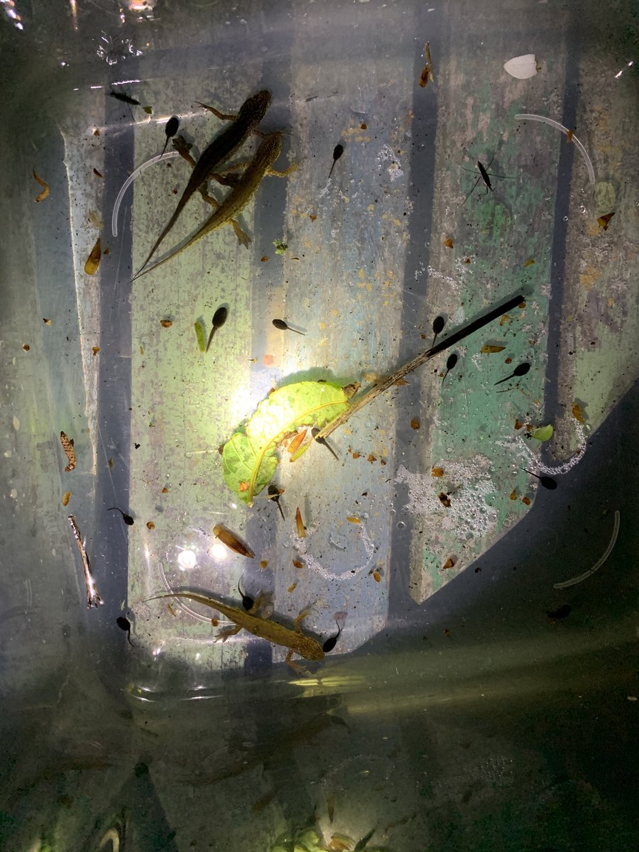 helendemuth's tweet photo. Night time pond dipping in the garden. Look at that top male’s gloves. Palmate https://t.co/0zjlLvtGhw