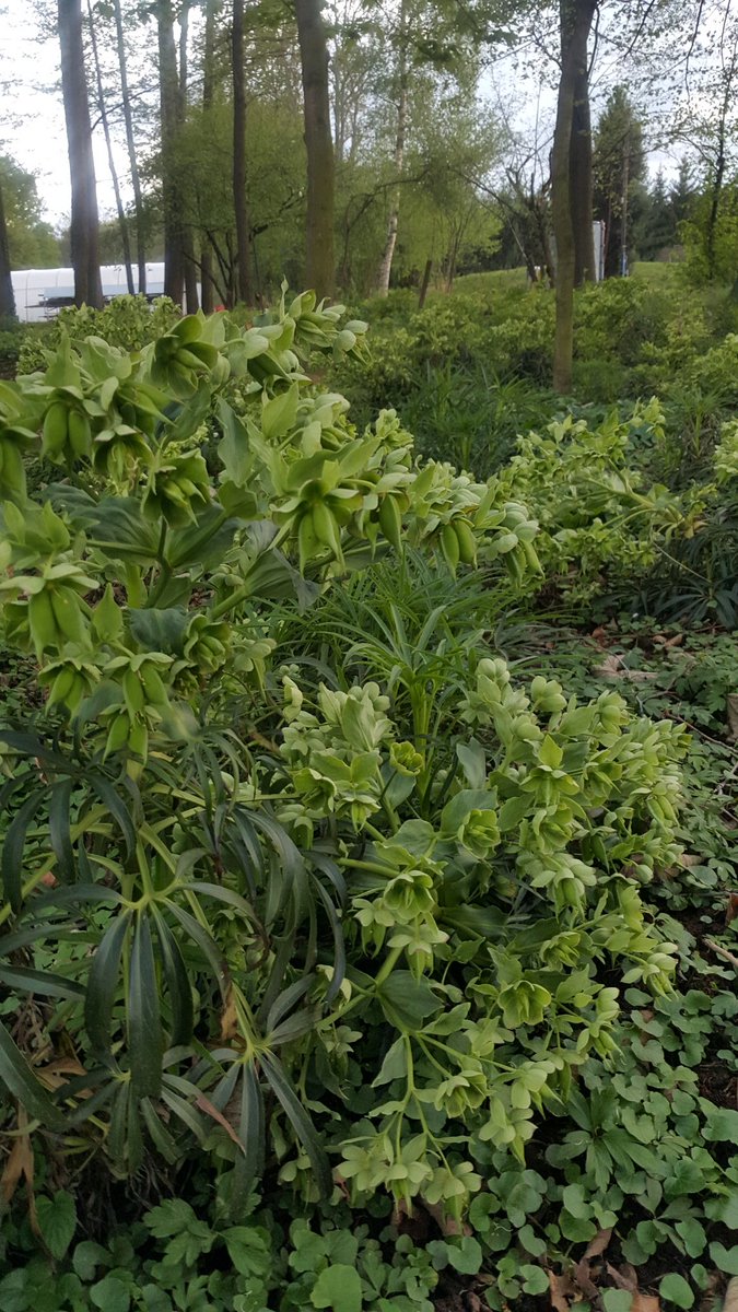 BylinySwierk's tweet photo. Helleborus foetidus. #Szkółka #bylin #Dobromierz #Polska https://t.co/uBQeNk6Ap0