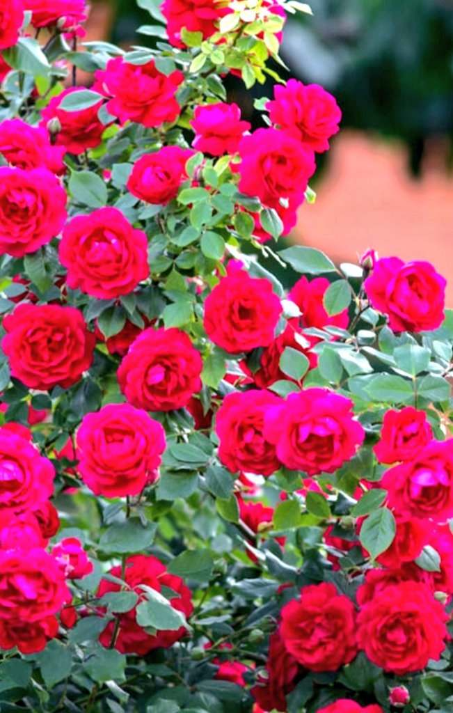 masvip72's tweet photo. Felicidades a todas las madres!!! A las buenas, a las no tan buenas, a las #smqsy y a las #madreasecas. A todas aquellas que quieren, cuidan y educan como madres, también felicidades. Ser madre es una opción, aporta disgustos, pero también mucha felicidad. https://t.co/PzqEXmtvqG