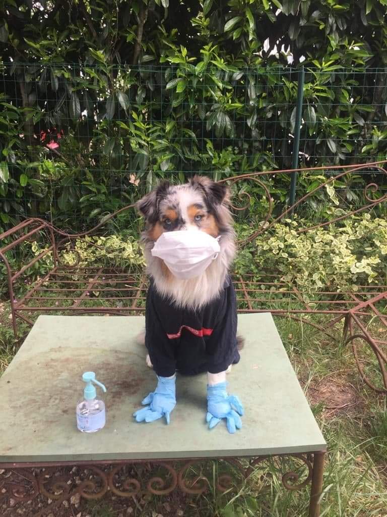 udsp37's tweet photo. #MasqueChallenge
Quand l'équipe #cyno du @sdis37 joue le jeu 😉
Merci à Dany et à son équipe 🐶😉
Vous aussi envoyez nous vos #photos à communication@udsp37.fr 📧
#Touraine #Chien #pompiers https://t.co/ga7eVcNVLn
