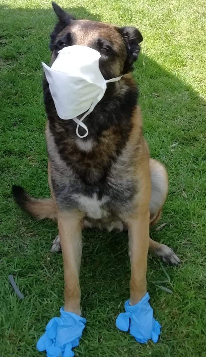 udsp37's tweet photo. #MasqueChallenge
Quand l'équipe #cyno du @sdis37 joue le jeu 😉
Merci à Dany et à son équipe 🐶😉
Vous aussi envoyez nous vos #photos à communication@udsp37.fr 📧
#Touraine #Chien #pompiers https://t.co/ga7eVcNVLn