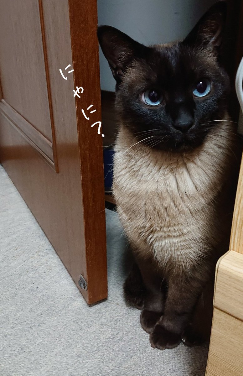 シャム子 Df07jszytcfgrxx Twitter シャム子 Df07jszytcfgrxx Twitter