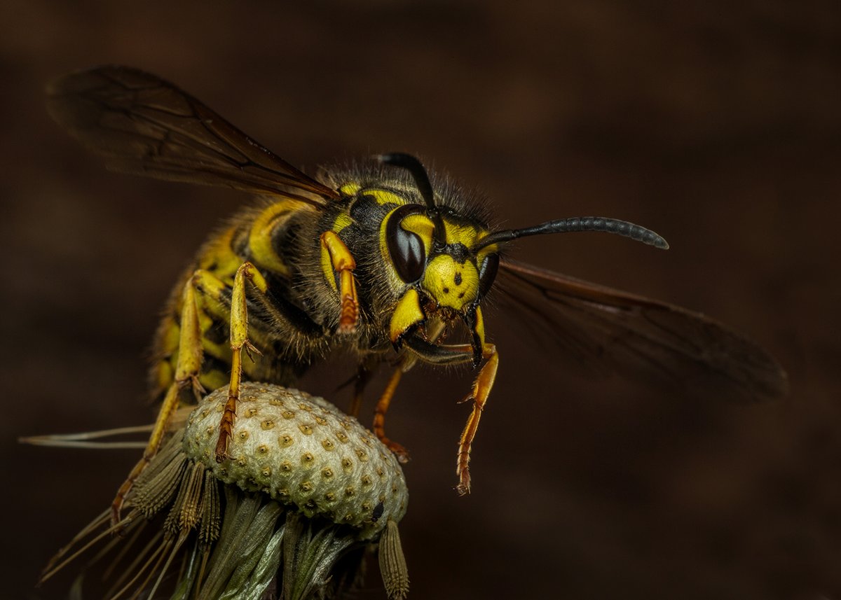 Ed_P_Wildlife's tweet photo. When you take as many invertebrate photographs as I do, you occasional get an unplanned winner. This queen wasp (Vespula germanica?) took off from the dandelion flower yesterday, just as I pressed the shutter! #YouMakeYourOwnLuck https://t.co/f2cl8QGOQK
