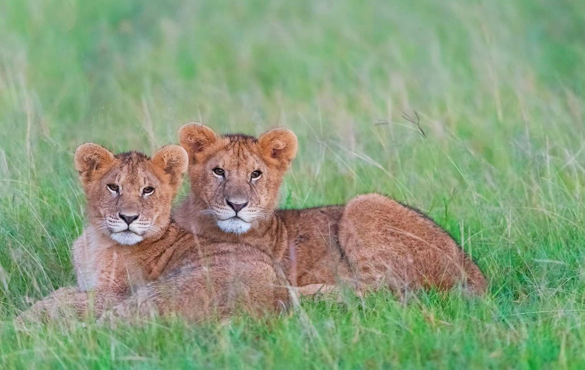 nimtreeWildlife's tweet photo. #simba
#wildlifephotography #nature #bigcats #safari #photosafari #wildlifephotography #wildlife #picoftheday #wildlife #lioncubsplaying #africanwildlife #masaimara #photosafari #photography https://t.co/oHBB7lbVrV