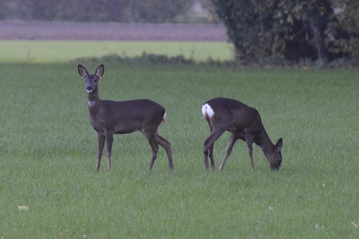 ScarthingwellGC tweet media