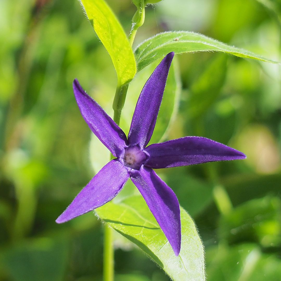 Periwinkle flowers bloom between April and May, they are hardy and great in the shade and in direct sunlight too. Did you know they are also referred to as The Flower of Death? This is because of their extreme toxicity. In folk medicine they were often used to treat memory loss!